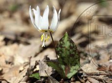 Erythronium-caucasicum_цветок